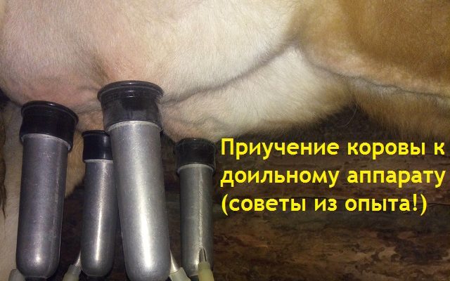 Как приучить корову или первотёлку к доильному аппарату (сроки, шаги, советы)