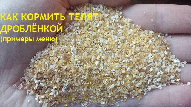 Когда можно давать телятам дроблёнку. Сколько дроблёнки можно давать телятам в 1, 2, 3, 4, 5, 6 месяцев