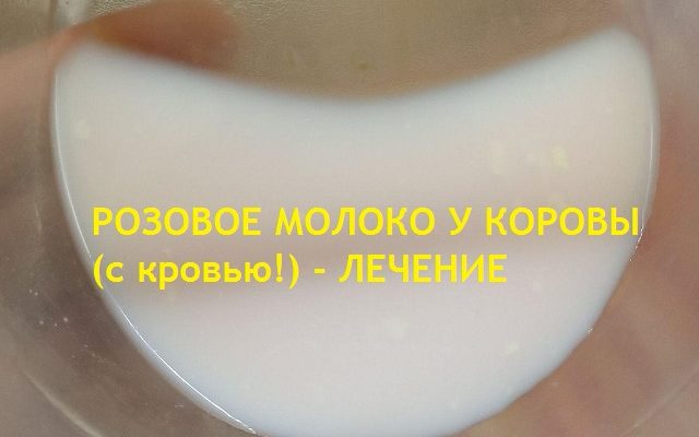 Розовое молоко у коровы (с кровью) - можно ли пить и перерабатывать. Как лечить. Как выпаивать